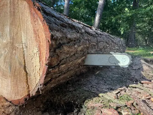 Click Here To Enlarge This Photo Of Dismantling A 96ft Pine Tree In Derby