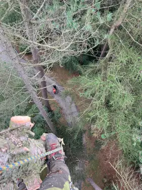Click Here To Enlarge This Photo Of Dismantling A 96ft Pine Tree In Derby
