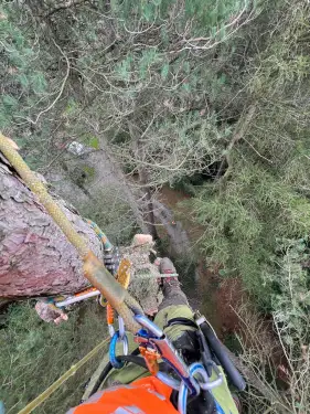 Click Here To Enlarge This Photo Of Dismantling A 96ft Pine Tree In Derby