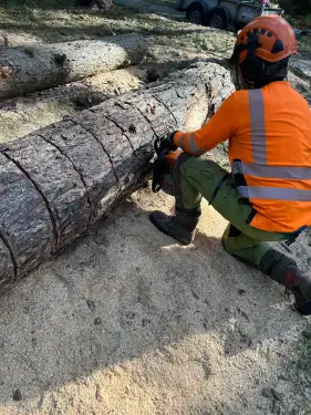 Click Here To Enlarge This Photo Of Dismantling A 96ft Pine Tree In Derby