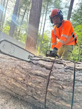 Click Here To Enlarge This Photo Of Dismantling A 96ft Pine Tree In Derby