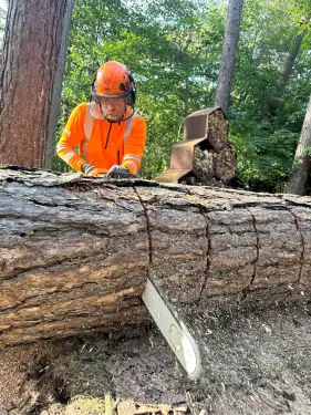 Click Here To Enlarge This Photo Of Dismantling A 96ft Pine Tree In Derby