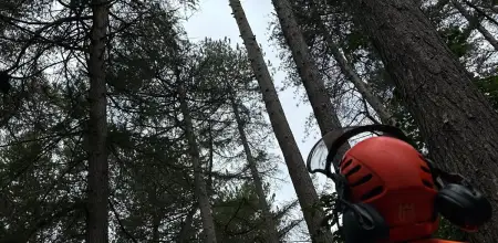 Dismantling A 96ft Pine Tree In Derby
