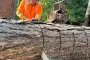 Click Here To Enlarge