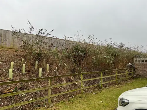 Click Here To Enlarge This Photo Of Buddleja  Site Clearance