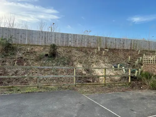 Click Here To Enlarge This Photo Of Buddleja  Site Clearance