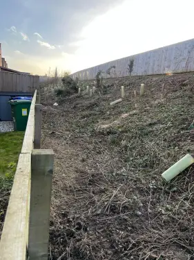 Click Here To Enlarge This Photo Of Buddleja  Site Clearance