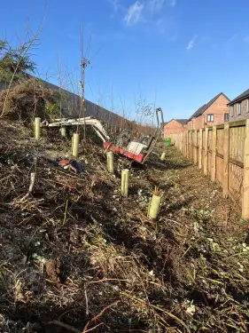 Click Here To Enlarge This Photo Of Buddleja  Site Clearance