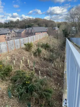 Click Here To Enlarge This Photo Of Buddleja  Site Clearance