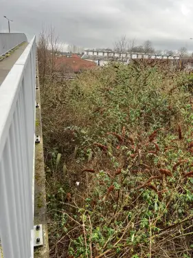 Click Here To Enlarge This Photo Of Buddleja  Site Clearance