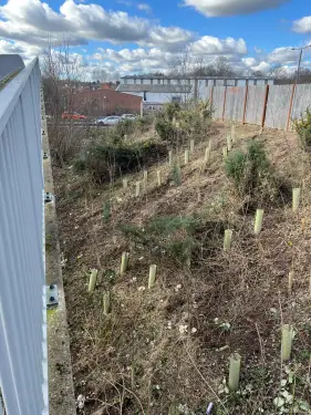 Click Here To Enlarge This Photo Of Buddleja  Site Clearance