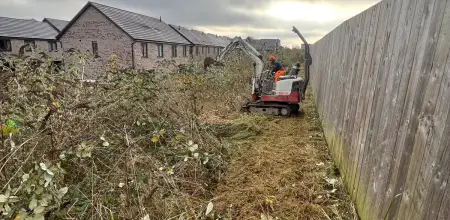 Buddleja  Site Clearance