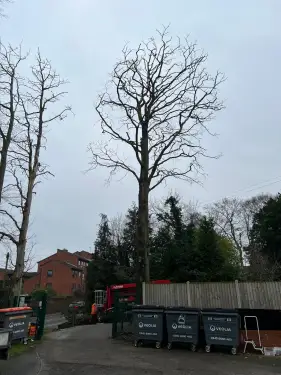 Click Here To Enlarge This Photo Of Beech Tree Dismantling