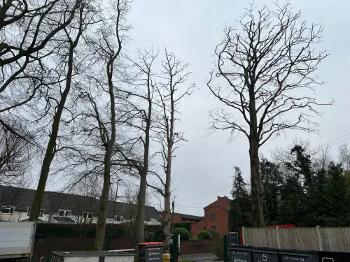 Click Here To Enlarge This Photo Of Beech Tree Dismantling