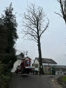 Click Here To Enlarge This Photo Of Beech Tree Dismantling