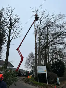 Click Here To Enlarge This Photo Of Beech Tree Dismantling
