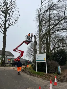 Click Here To Enlarge This Photo Of Beech Tree Dismantling