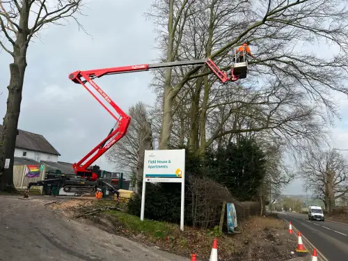 Click Here To Enlarge This Photo Of Beech Tree Dismantling