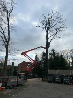 Click Here To Enlarge This Photo Of Beech Tree Dismantling