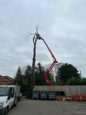 Click Here To Enlarge This Photo Of Beech Tree Dismantling