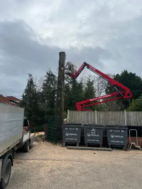 Click Here To Enlarge This Photo Of Beech Tree Dismantling