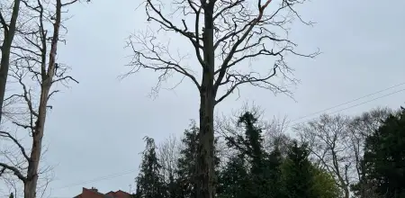 Beech Tree Dismantling