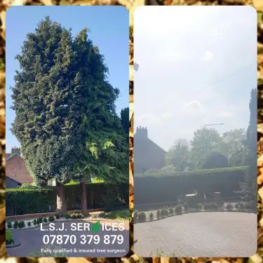 Click Here To Enlarge This Photo Of Conifer Tree Removal In Nottingham