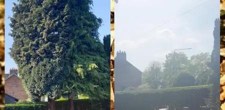 Conifer Tree Removal In Nottingham