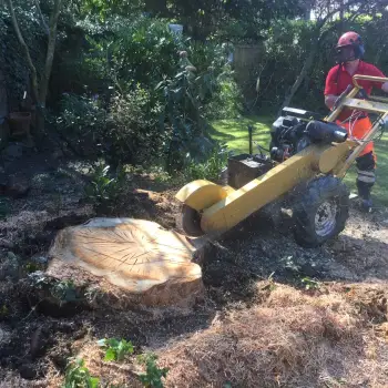Tree Stump Grinding: Click Here To View Larger Image