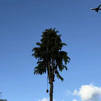 Conifer Tree Removal: Click Here To View Larger Image