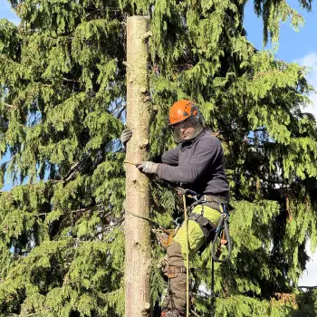 Conifer Tree Removal: Click Here To View Larger Image