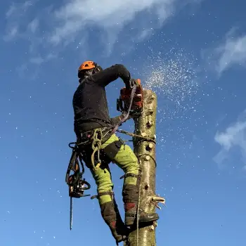 Conifer Tree Removal: Click Here To View Larger Image