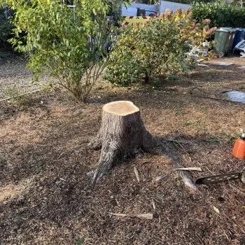 Conifer Tree Removal: Click Here To View Larger Image