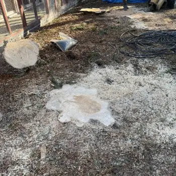 Conifer Tree Removal and Stump Grinding: Click Here To View Larger Image