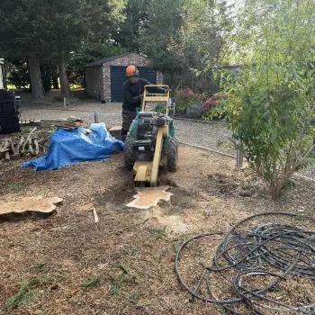 Conifer Tree Removal and Stump Grinding: Click Here To View Larger Image