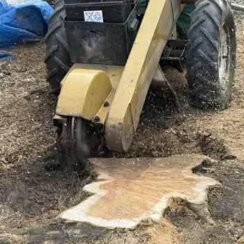 Conifer Tree Removal and Stump Grinding: Click Here To View Larger Image