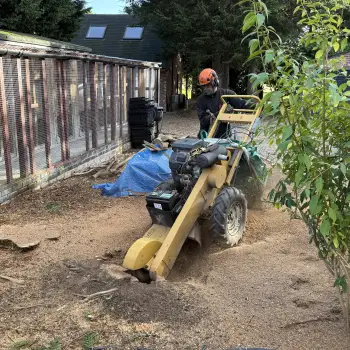 Conifer Tree Removal and Stump Grinding: Click Here To View Larger Image